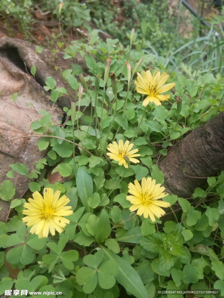 黄花