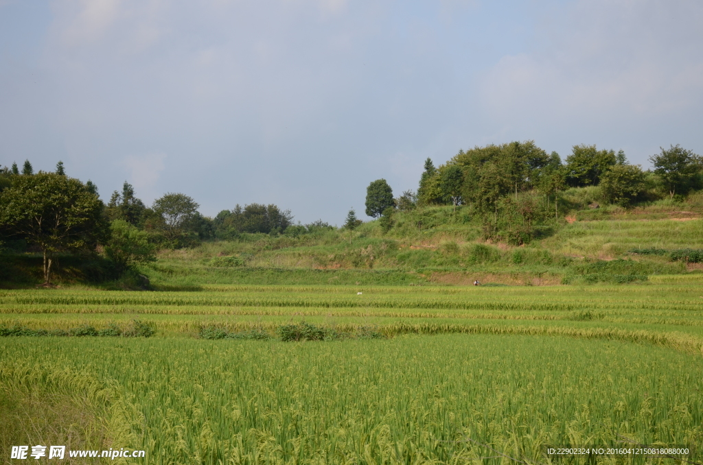 乡村景观