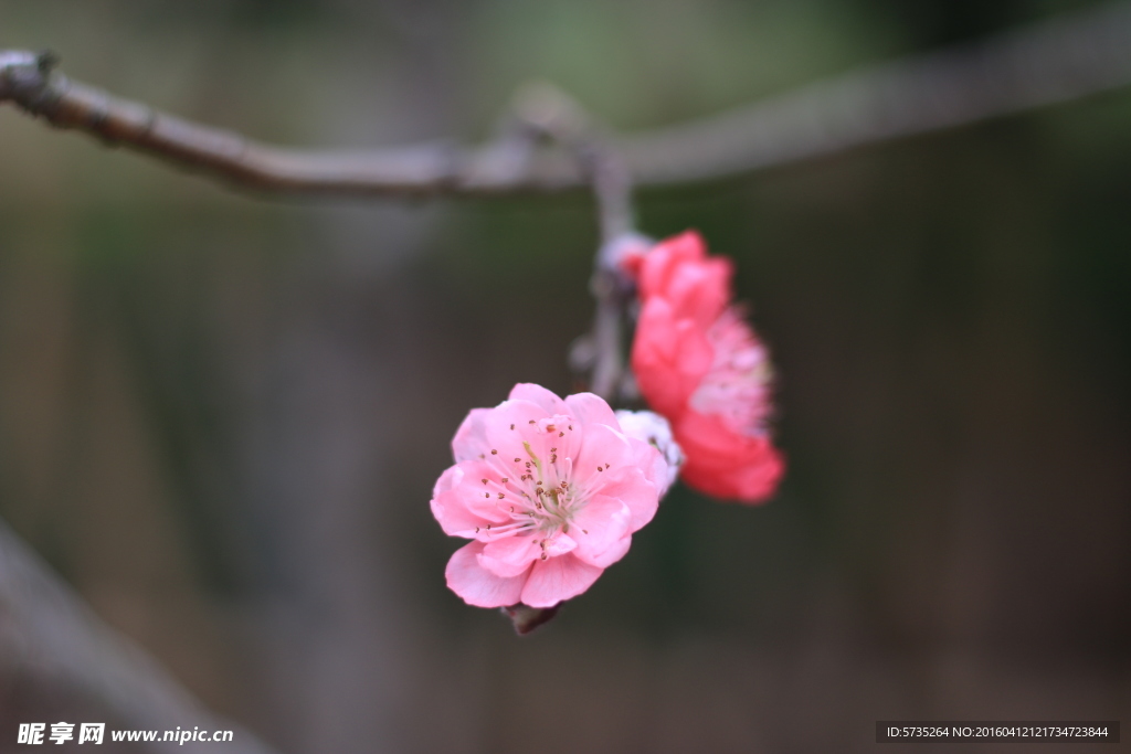 桃花