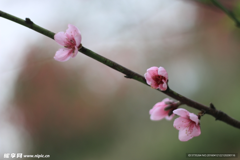 桃花