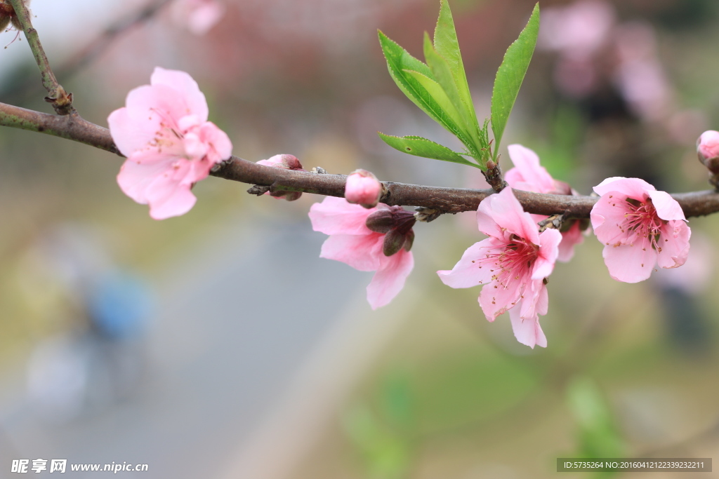 桃花