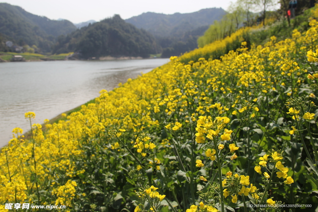 油菜花