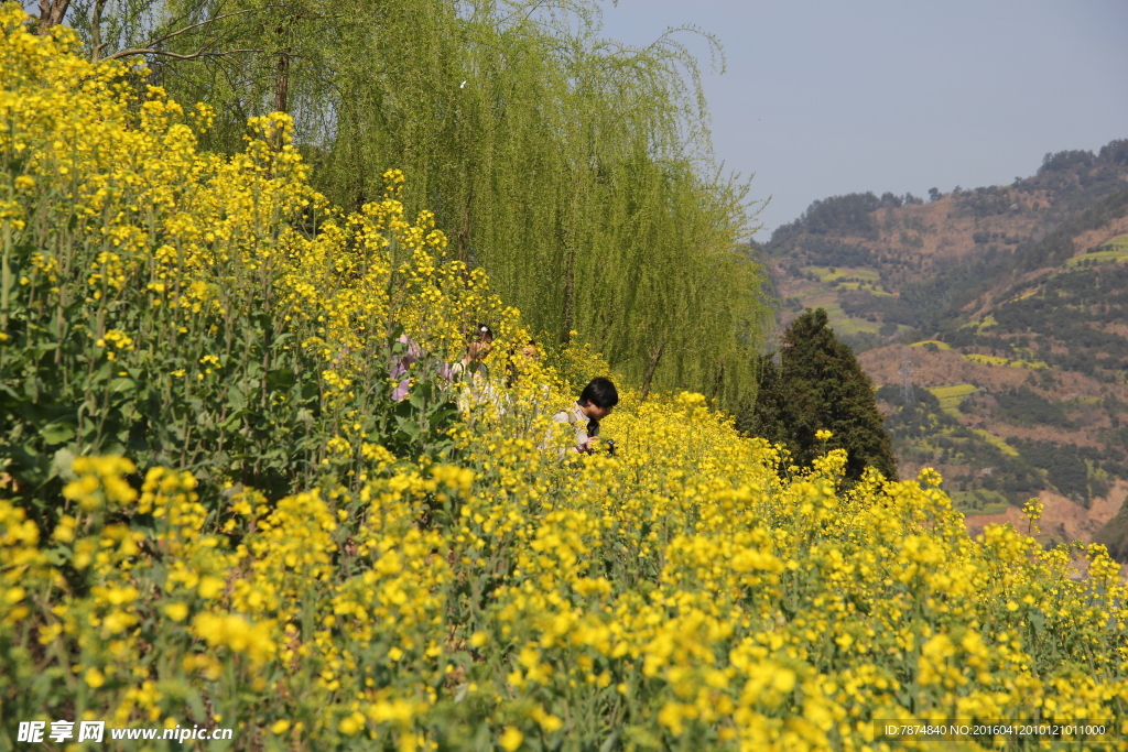 油菜花