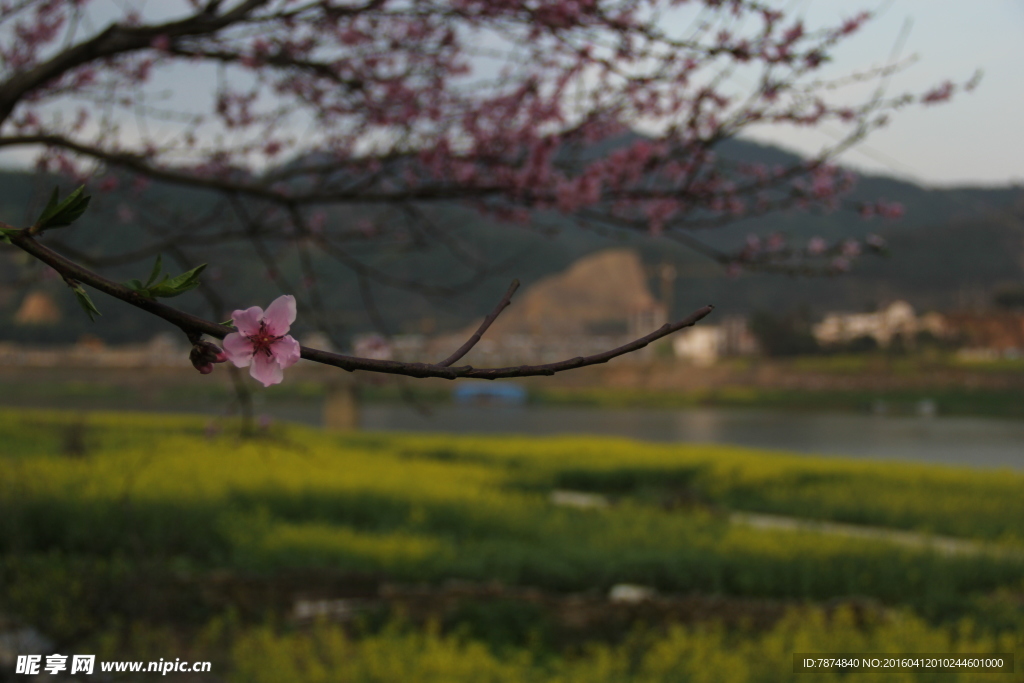 桃花