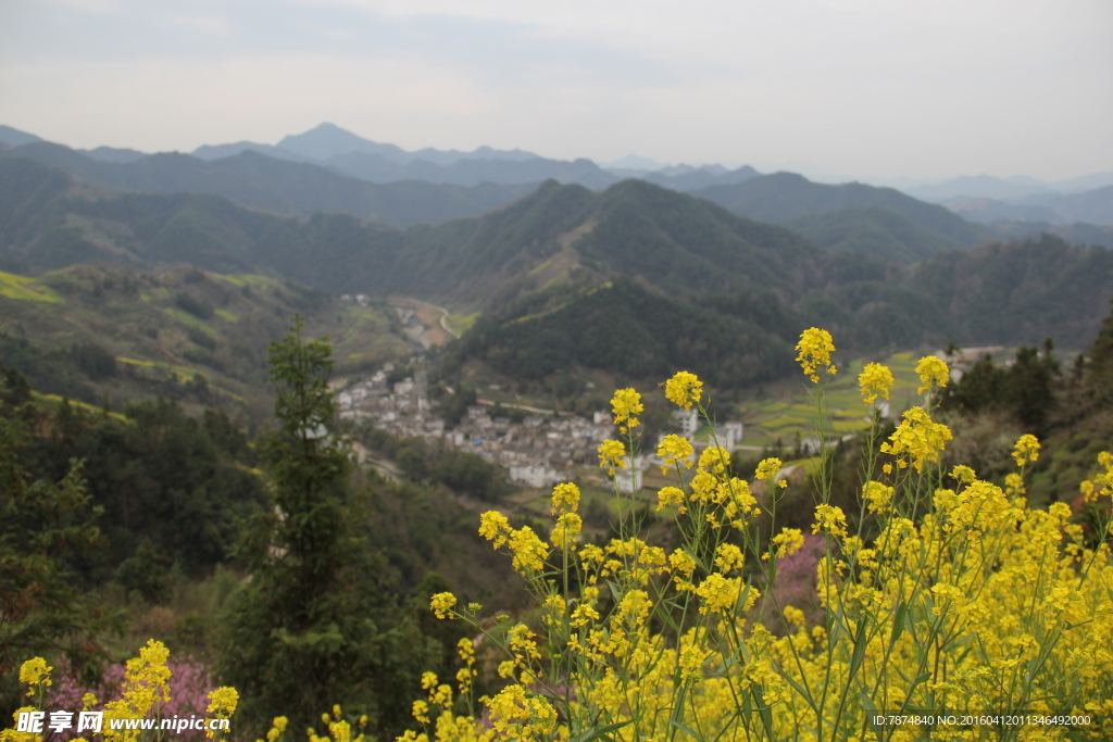 油菜花