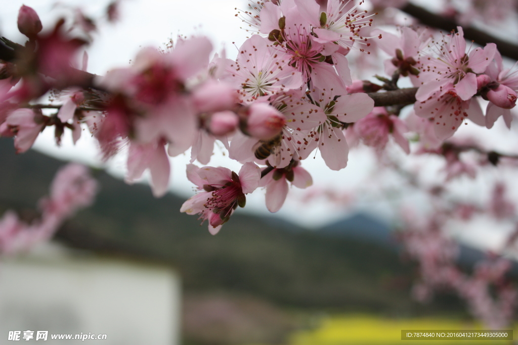 桃花