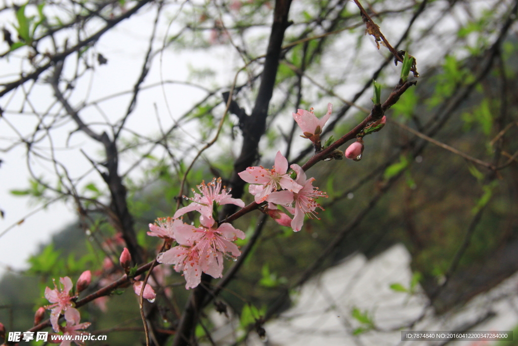 桃花