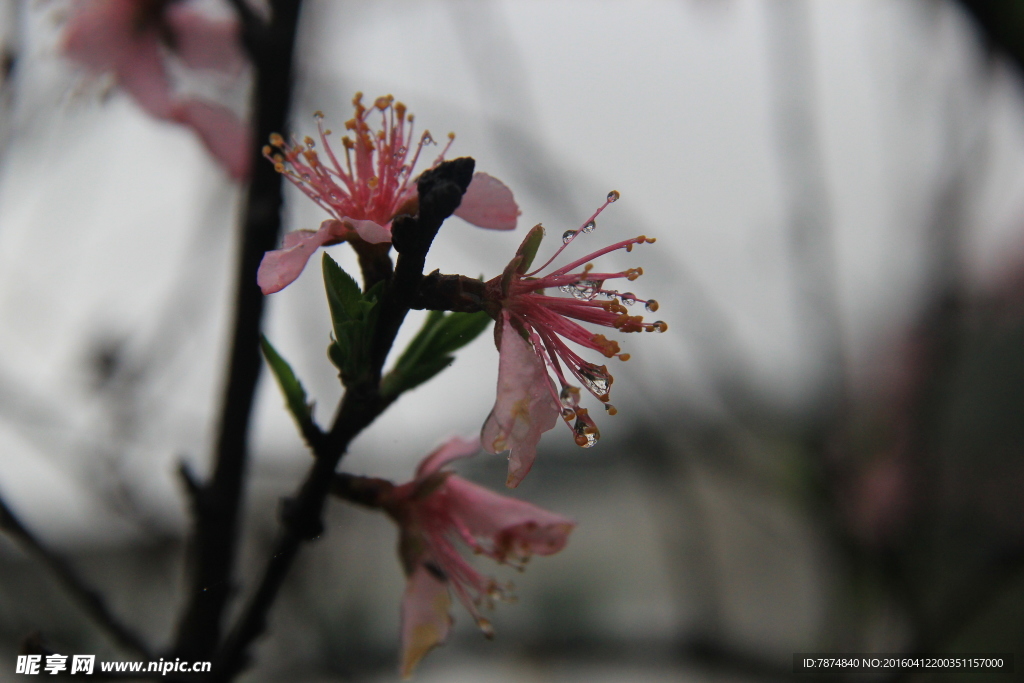 桃花