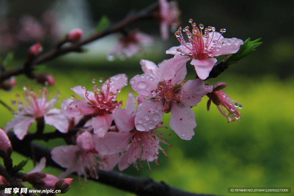 桃花