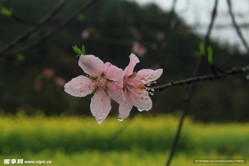 桃花