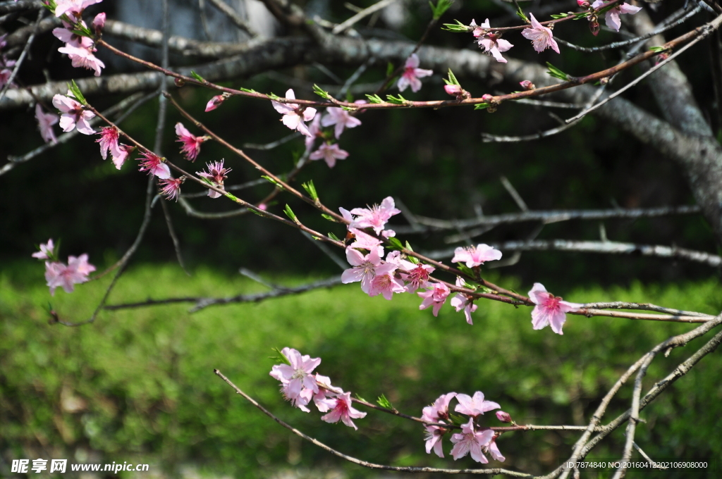 桃花