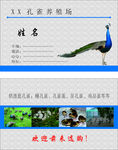 孔雀养殖名片