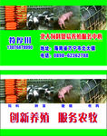 种猪养殖名片