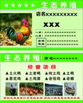 养鸡名片