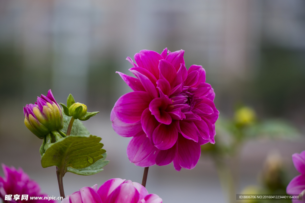菊花