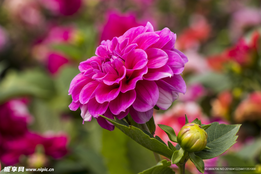 菊花