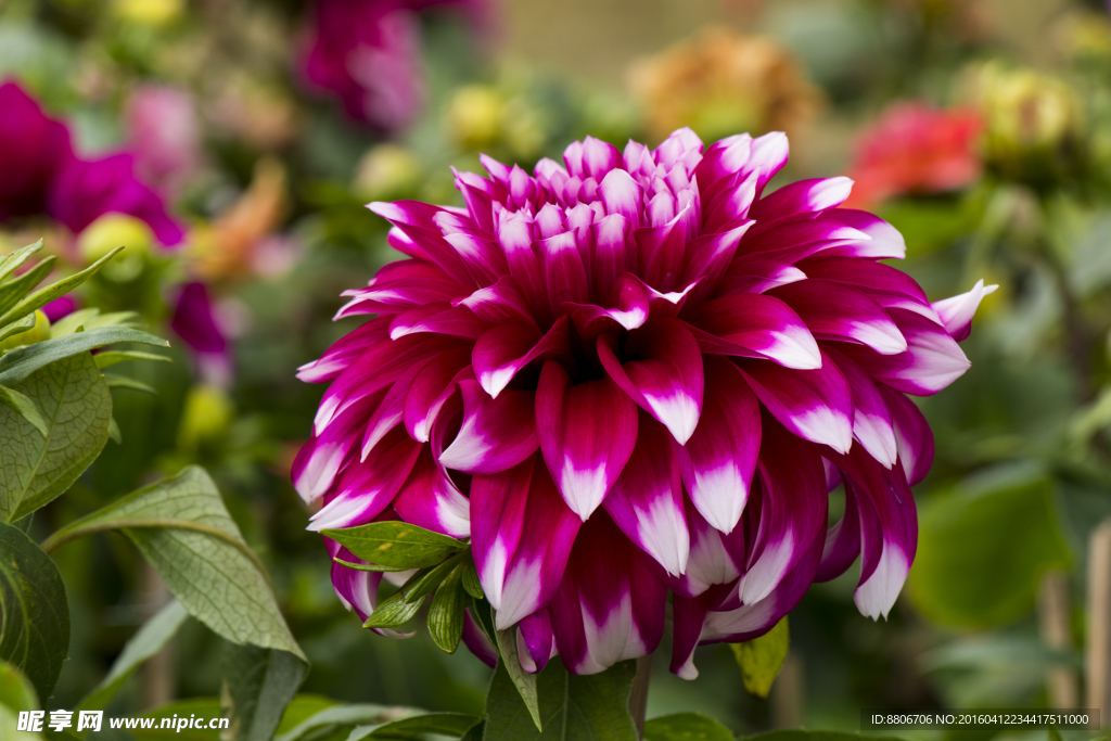 菊花