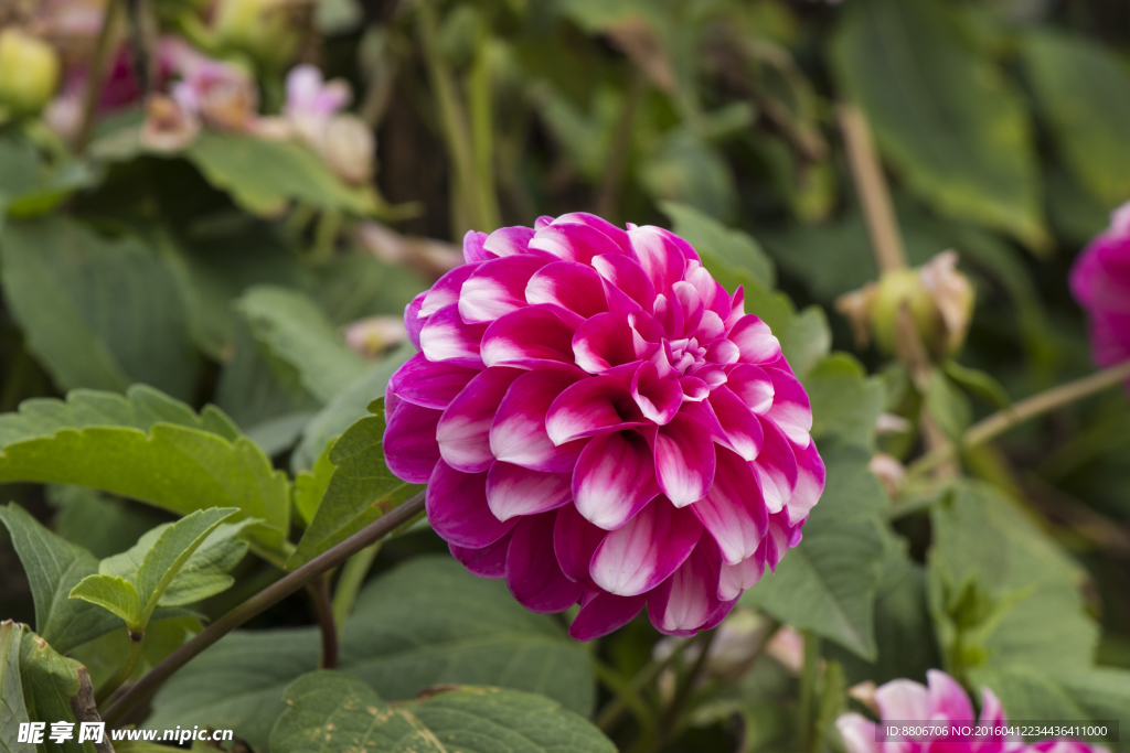 菊花