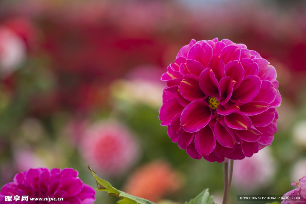 菊花
