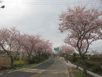 樱花大道