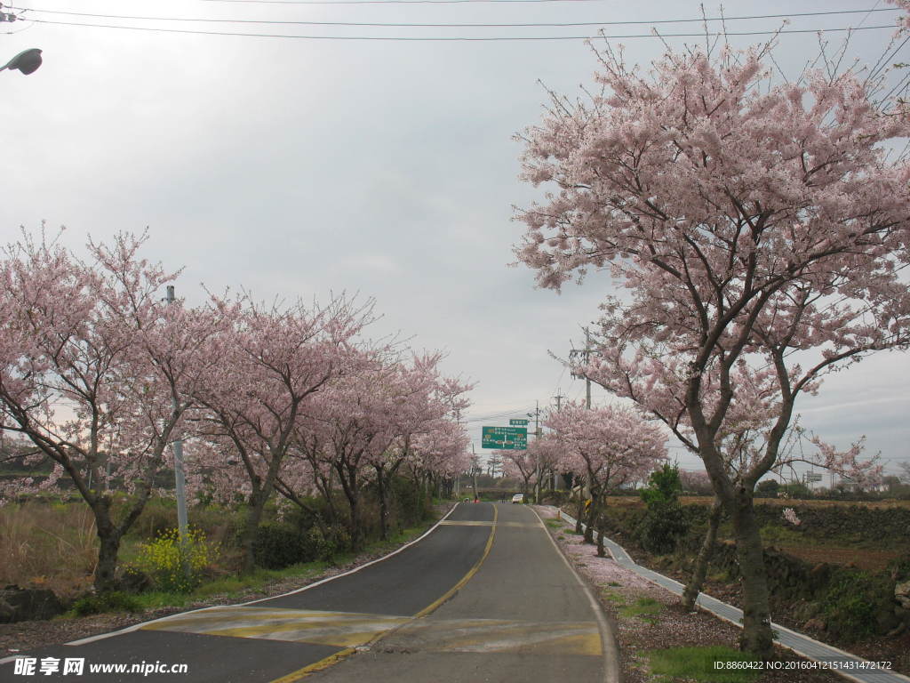 樱花大道