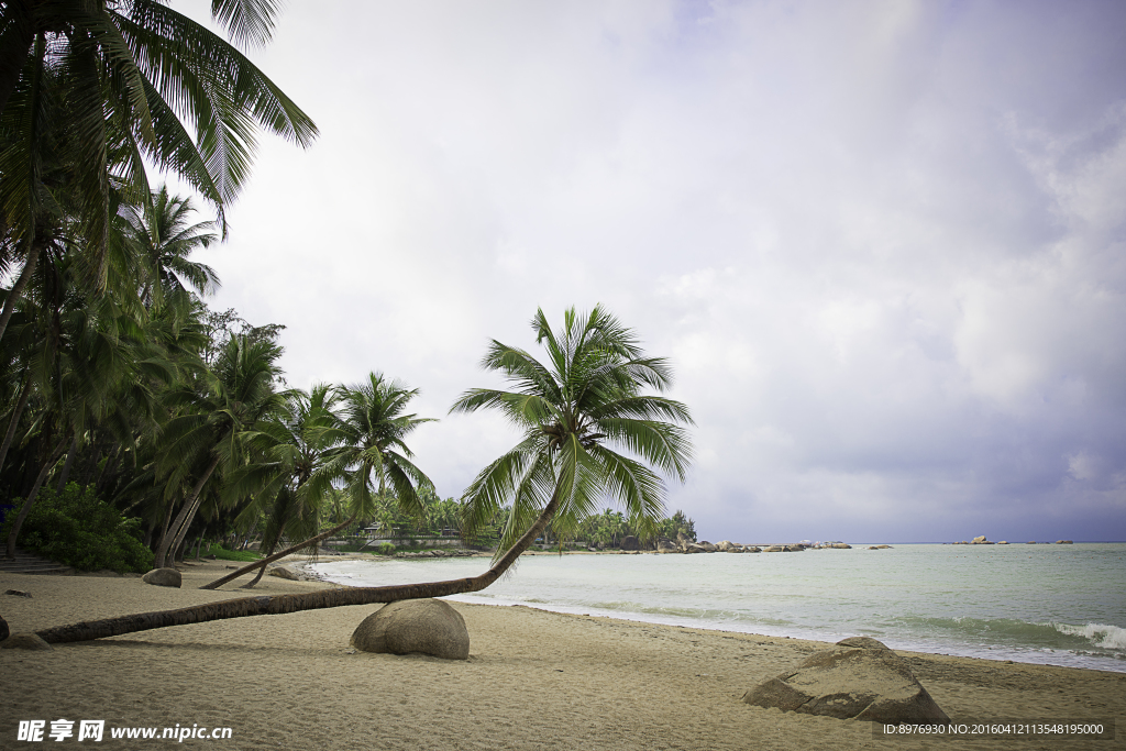 椰树沙滩 海水