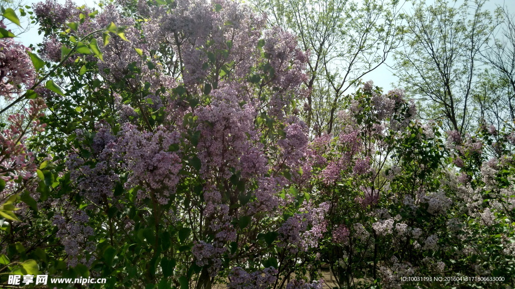 丁香花