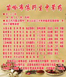 苗岭布依野生中医药展板