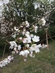 梨花