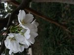 梨花