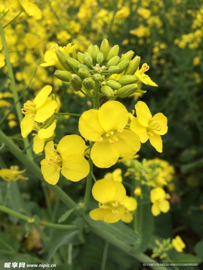 油菜花