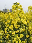 油菜花