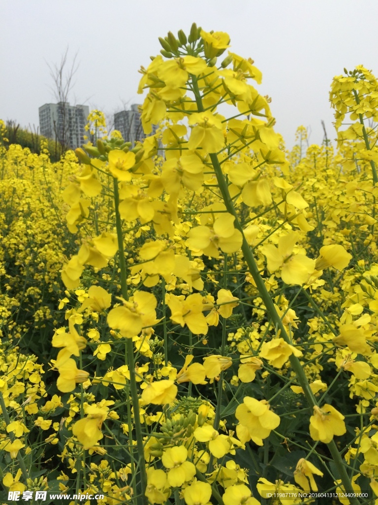 油菜花