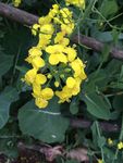 油菜花