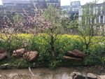 校院风景 桃花