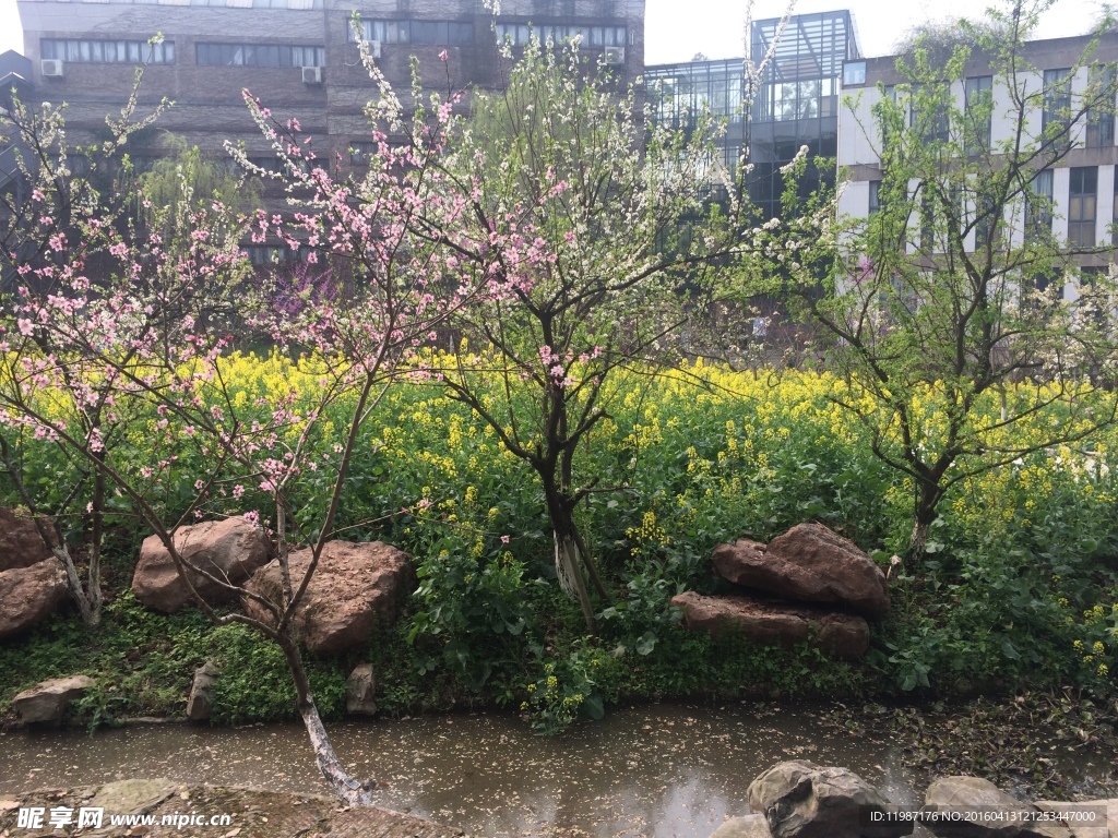 校院风景 桃花