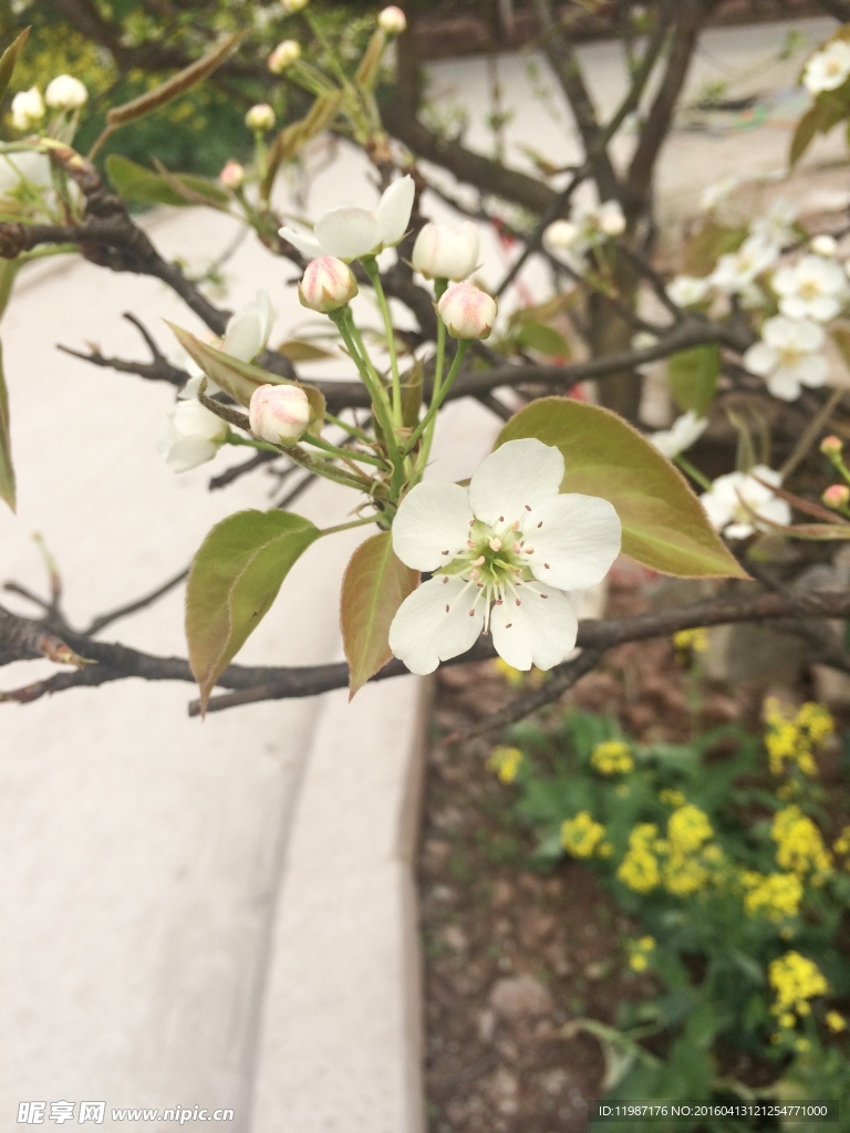 梨花
