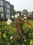 梨花