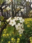梨花