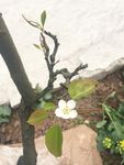 梨花