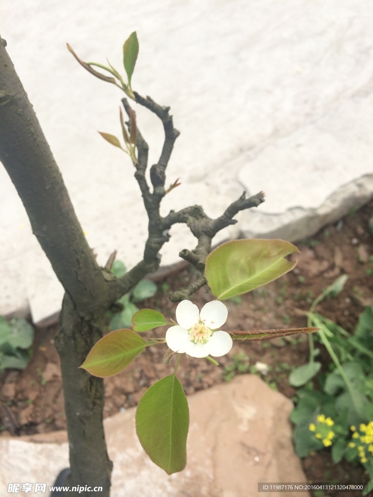 梨花