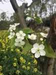 梨花