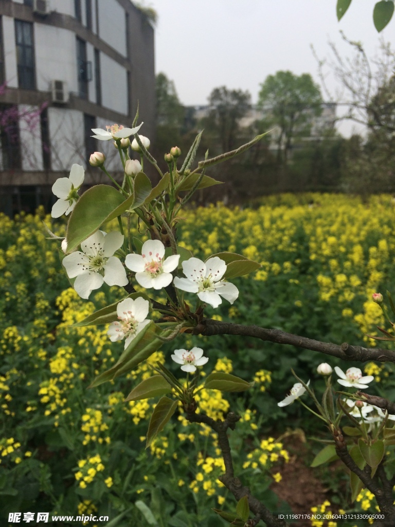 梨花