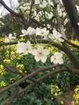 梨花