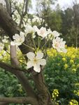 梨花