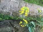 油菜花