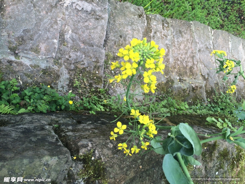 油菜花