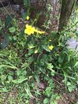花草