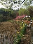 校院风景