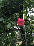 蔷薇花
